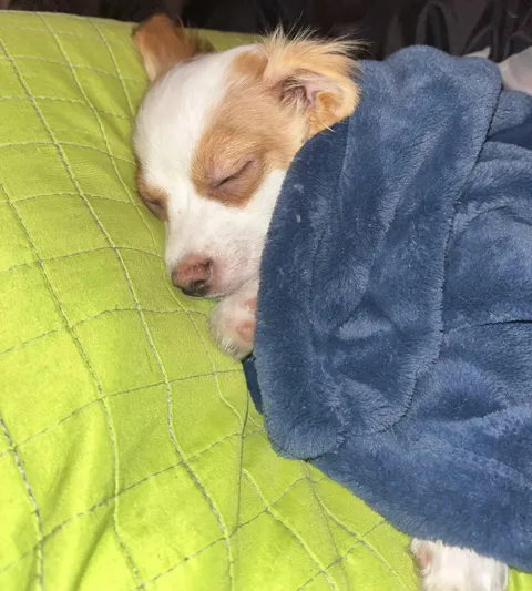 My sisters dog came to visit and I guess she’s planning on spending the night