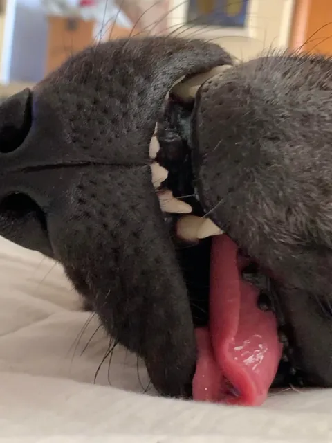 My derpy sleeping princess