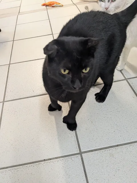 Cattery check-in. Meet Toebin. He's singular. As in, the most extraordinary cat I've ever seen. Not only does he have a flopped ear- he doesn't have paws. This guy has straight up hands. (He also bleps often). Needs adopting!