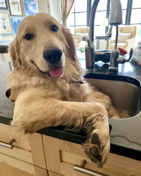 PsBattle: This big dog in a sink