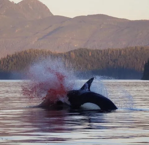 Orca Hunting a Sea Lion