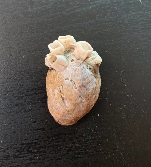 Was at the beach and found a shell with barnacles on it that makes it look like an anatomically correct heart