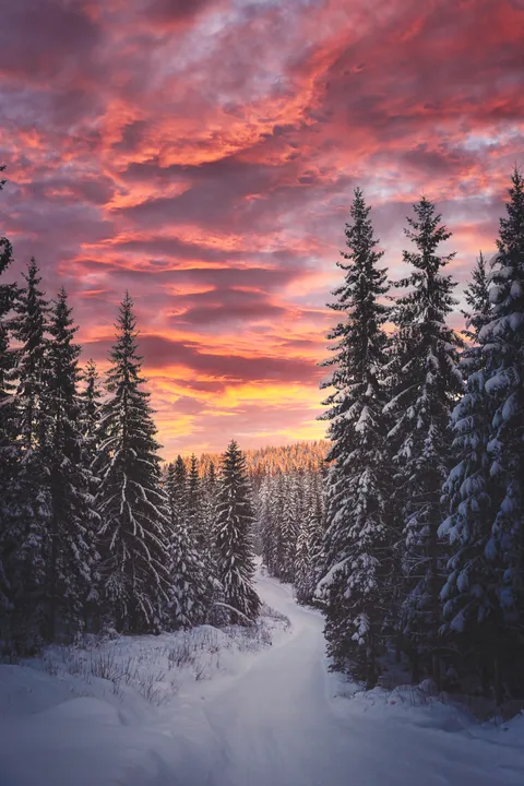 It was -28°C this morning, the sun rose in the most magnificent way in Central Finland [1440x2160] [OC]