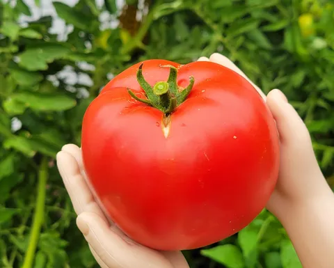 My first beefsteak tomato 
