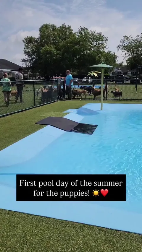 They look like they're having so much fun 🥲❤️ -- Sarah Garrett / Sterling Meadows Kennel