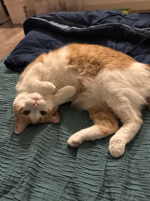 She does this every time she wants attention