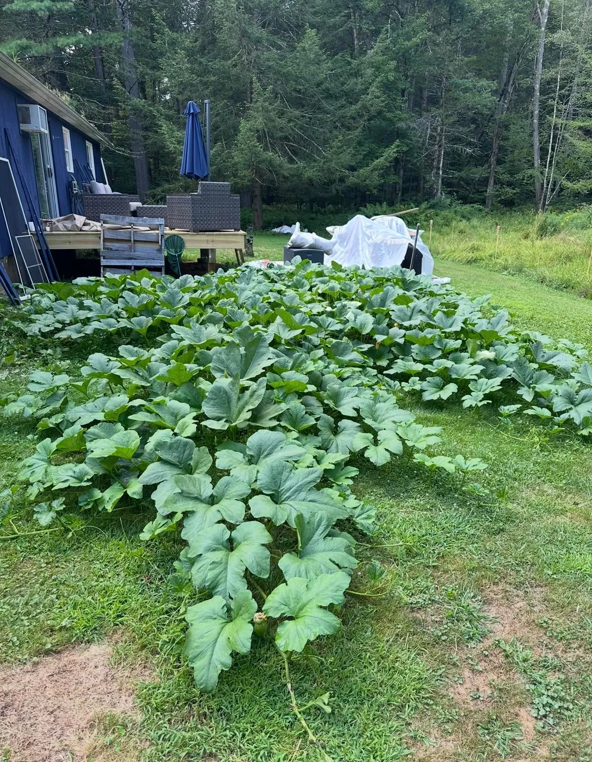 One of our chickens pooped out a pumpkin seed and planted our first pumpkin patch. The kids couldn’t wait to display our haul.