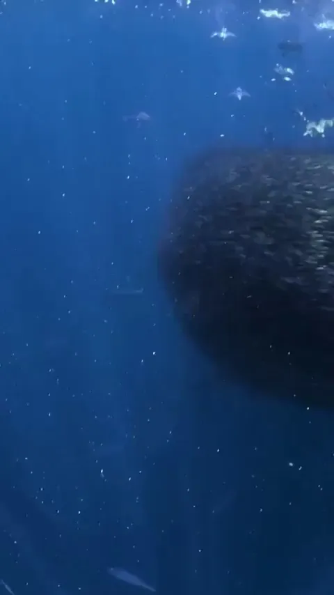 🔥 There's always a bigger fish