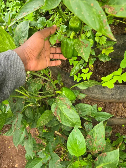 Since I have a small garden, I always try to utilize as much space as possible and the results are outstanding.