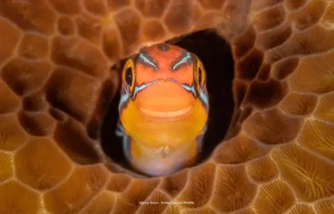 🔥 A collection of images from the Comedy Wildlife Photography Awards (2025)