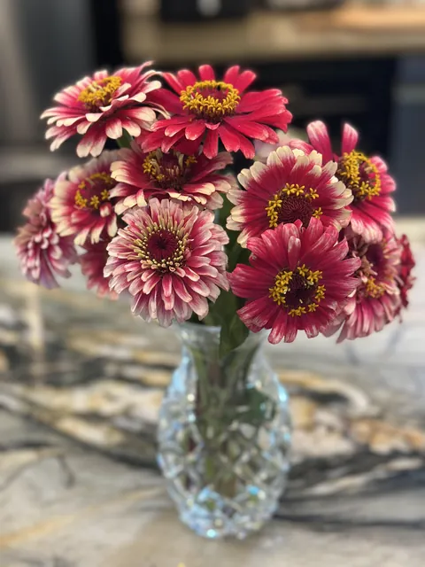 From today’s garden