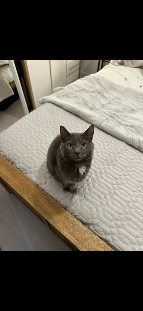 Palma crossed the rainbow bridge this afternoon 🌈 🐾