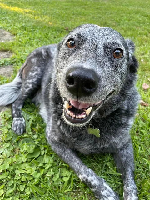 Jack is a very hard-working, handsome boy who herds chickens for a living.