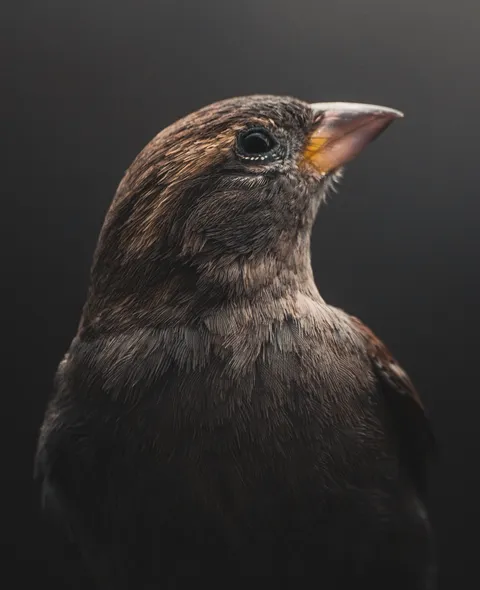 One of my best bird shots from 2020