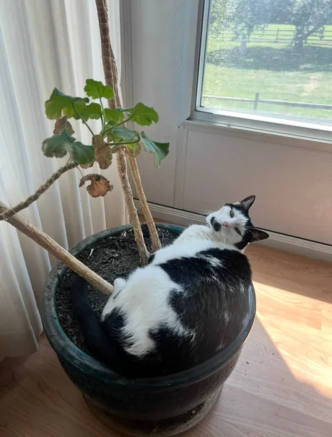 My cat in places she shouldn’t be