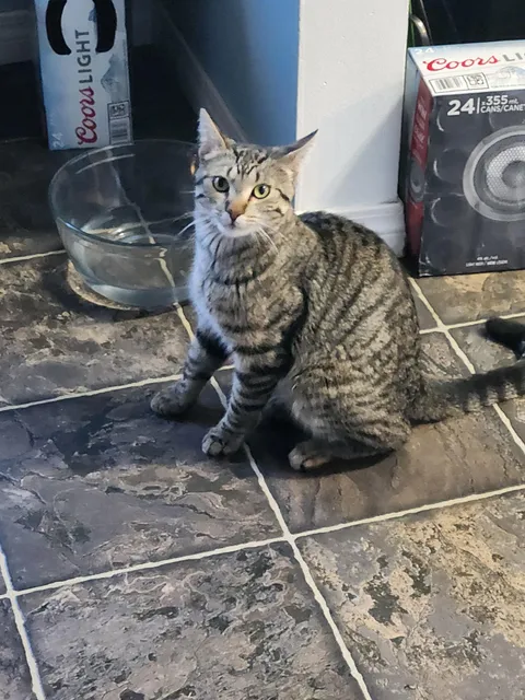 This is Walter, no he's not my cat, he wanders into the house sometimes, we do not feed him, but he doesn't cause problems and loves to be pet, we don't know why he does this, but he's the reason we have 2.5 cats