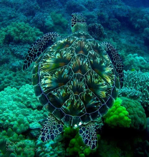 🔥The Firework Turtle. 