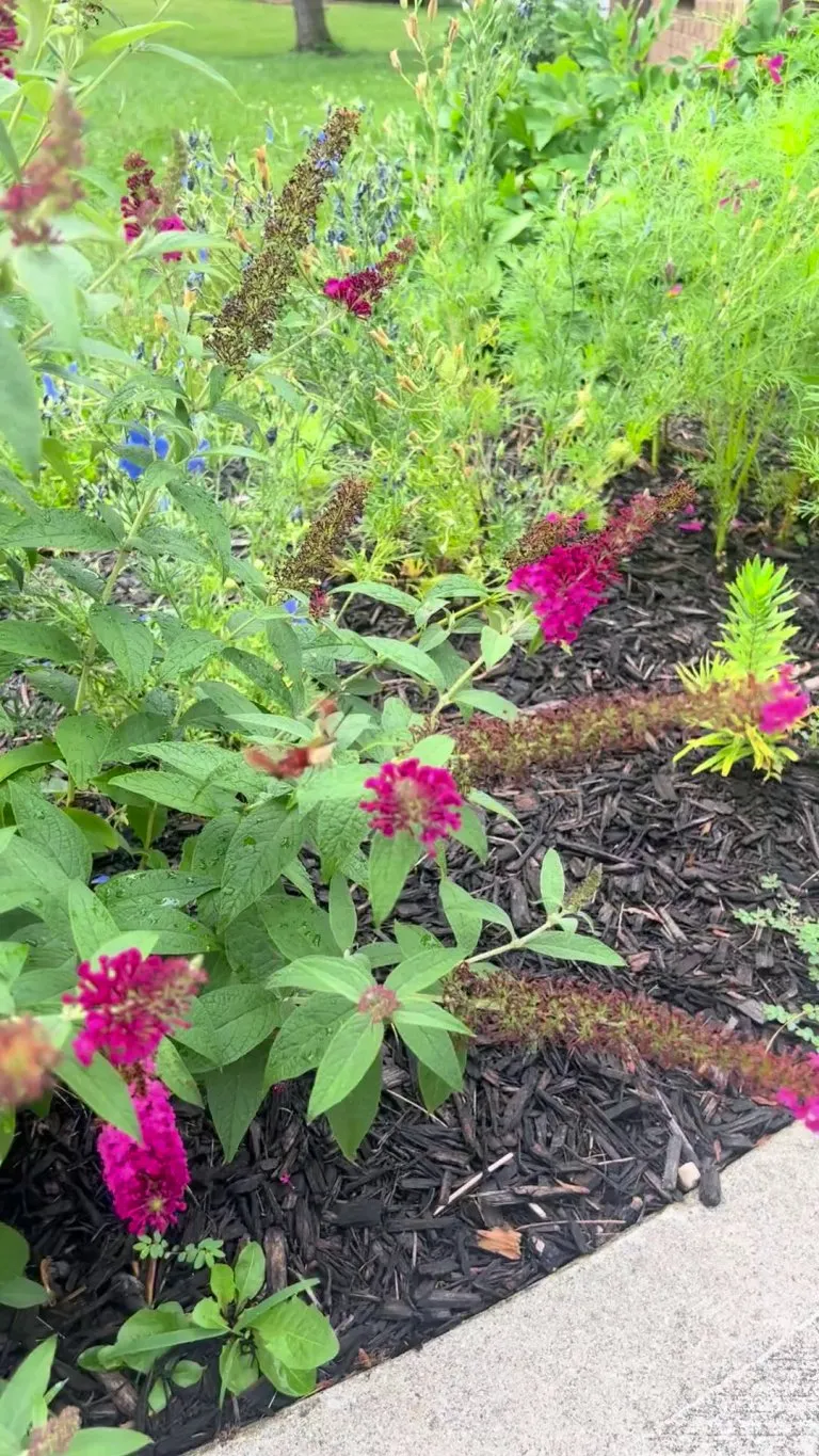 Hummingbird Moth visiting my butterfly garden.