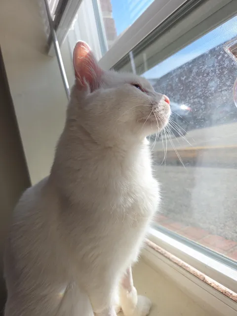 Goodbye my little man </3