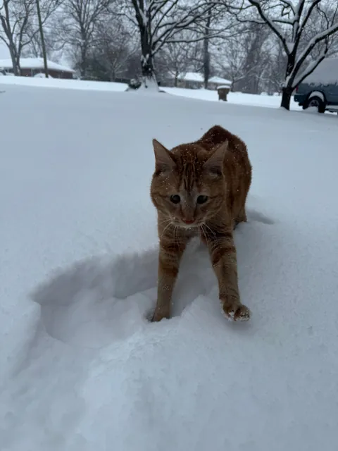 I’ve lost my best friend Link