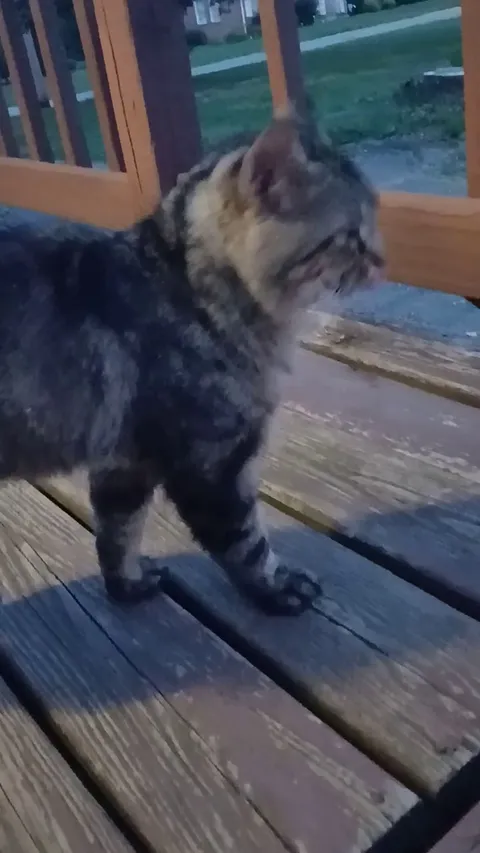 Update on Snickers the sneaky kitty watching me... 😺🩷He joined me on the deck tonight