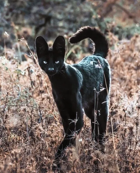 🔥 Black Serval 🔥