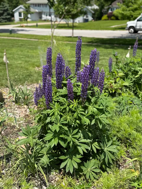 Had a full line sewer replacement a year after we bought our house. Instead of regrowing the grass, we transformed it into a garden over the course of 14 months.