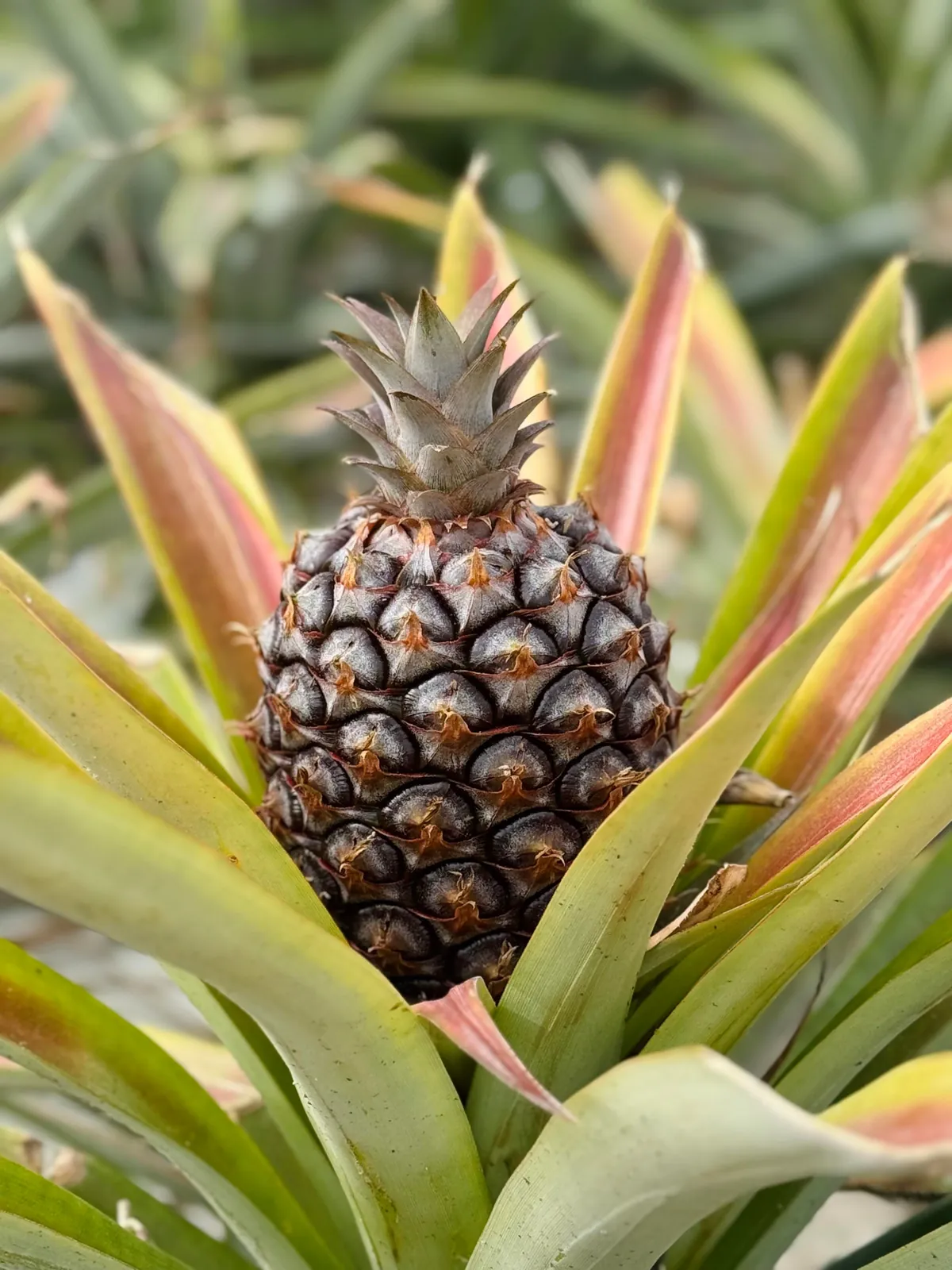 São Miguel, Azores (Portugal): A paradise for nature lovers