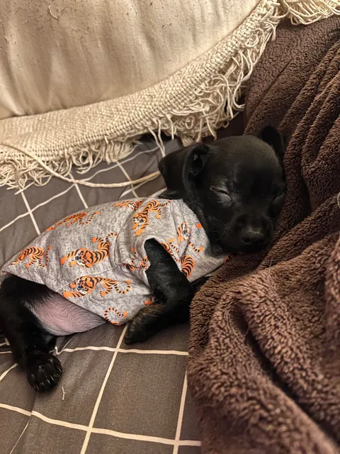 Rescued this girl from a hoarder situation today, gave her a good bath and meal, she seems to be enjoying her new forever home so far