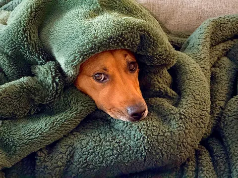 This is my cuddle monster Hector. His chin is on my shoulder as I post this