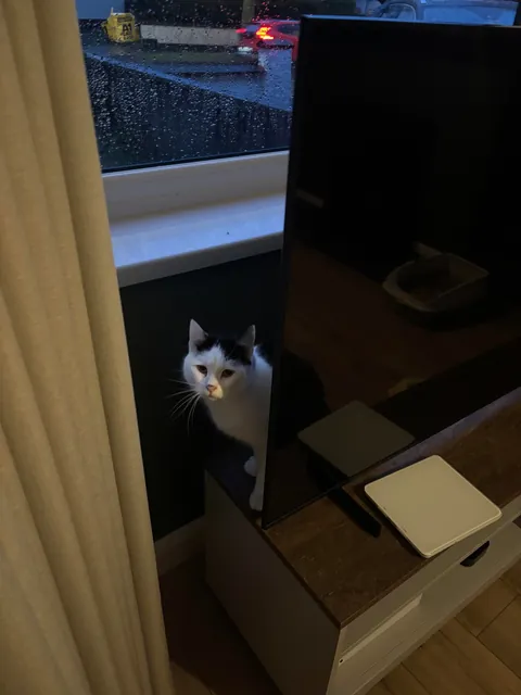 Just adopted this lovely girl ❤️❤️