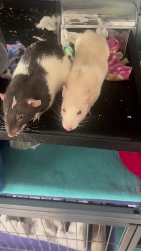 I woke them up. Mushroom really wanted to go back to sleep.