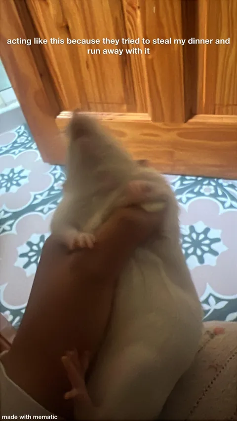 Crimes my rats committed this week
