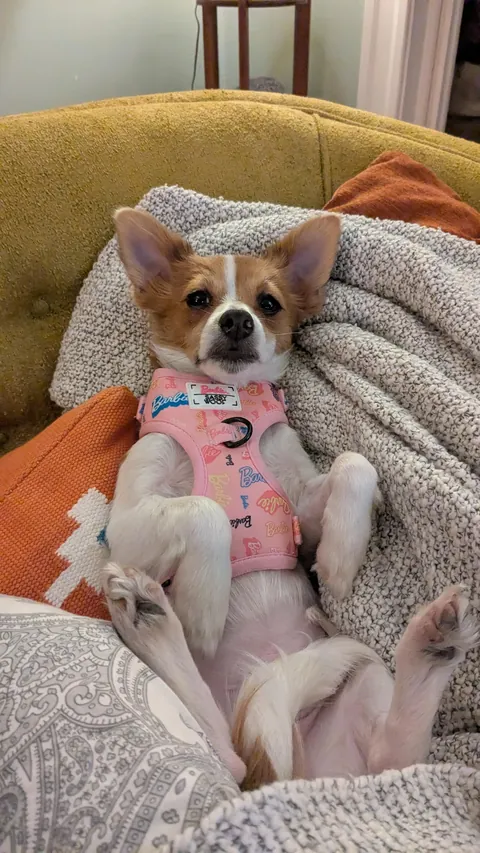 Ladies and gentlemen and all, meet Maxine. Our new 3ish month old Corgi-Chihuahua mix.