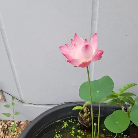Water lily bloom after six months of supporting my fish pond. I think it's the prettiest thing I've ever gotten to grow. 