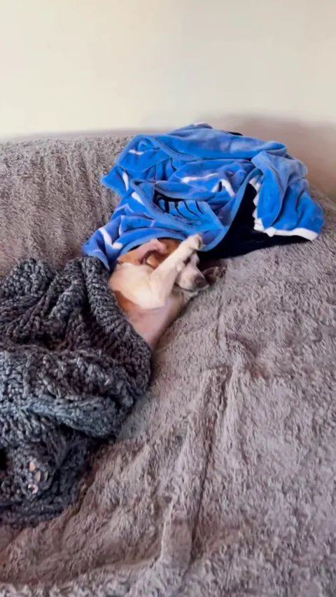 Sleepy pupper waking up