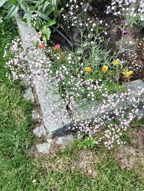 Summer flowers