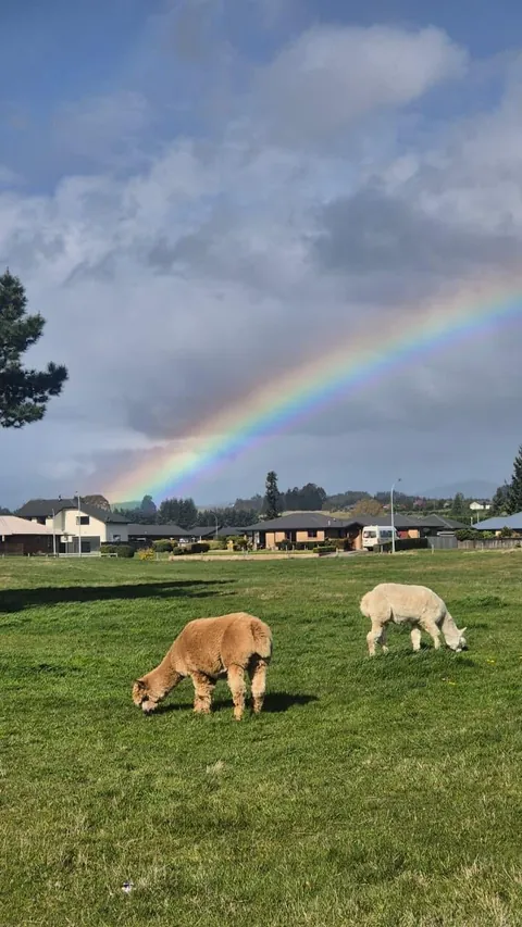 Very Recent Trip to New Zealand (Oct end) Jo