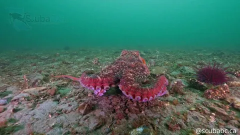 🔥 My Camera Got Mugged by an Octopus - [OC]