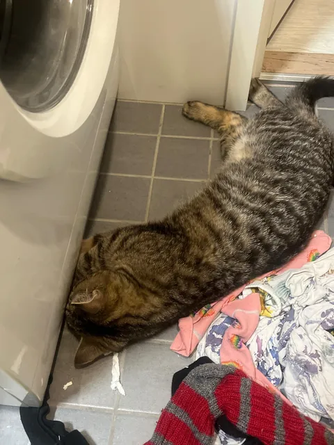 Whomever said money can't buy happiness has never paid an adoption fee!