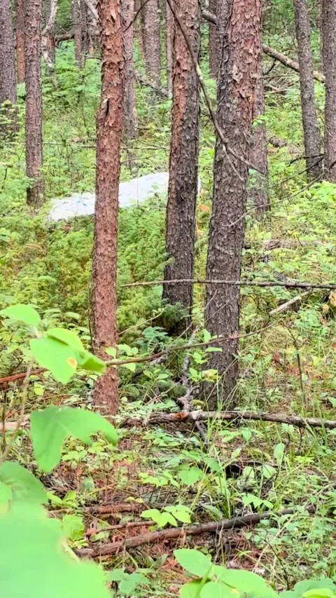 Met a “wild” peacock in the Manitoban Canadian Wilderness
