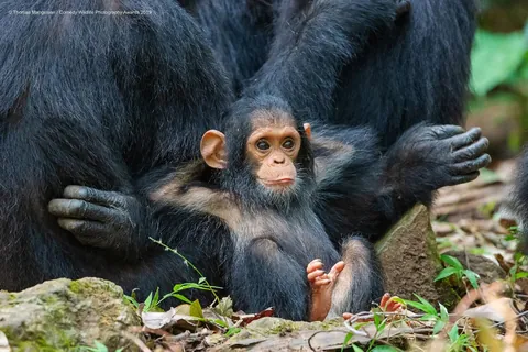 🔥A young chimpanzee relaxing in Gombe Stream National Park, Tanzania. Credit to Thomas D. Mangelsen