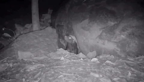 🔥Camera Trap Footage: A one-eyed Honey Badger exploring a Pangolin burrow for a meal hits the jackpot, finding a big Indian Rock Python – Madhya Pradesh, India