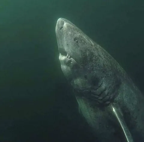 A 392 year old Greenland Shark that was located in Arctic Ocean. He’s been wandering the ocean since 1627
