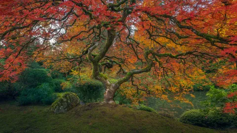 Fall colors are amazing right now at the Portland Japanese Garden by kdsphotography [OC] [2048x1152]