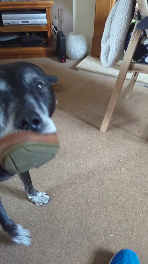 Advice needed: I asked my old boy if he wants to go for a walk and I can't figure out his answer