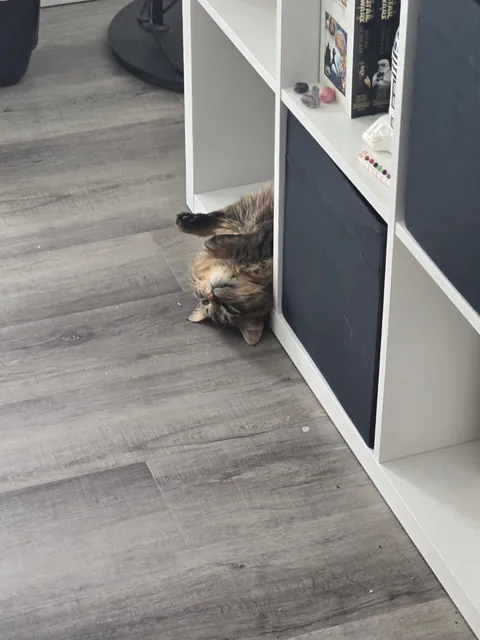 Boyfriend and I finally got our first cat after moving in together. Meet our son, Tobi.