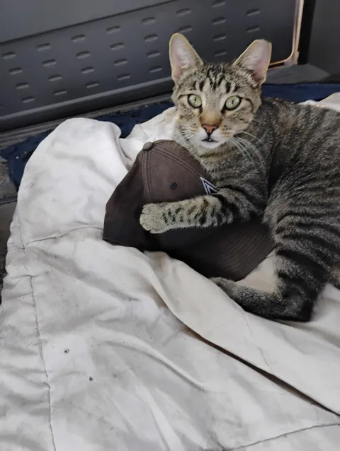 A homeless man in my area feeds over 20 stray cats every night