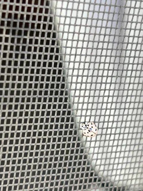 Met a white ladybug today