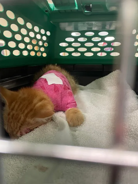 Pulled this guy off the side of the highway today